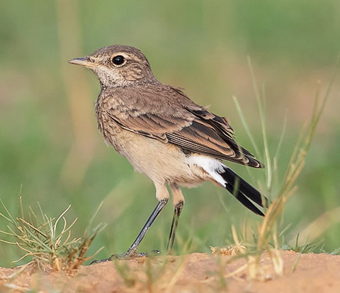 Capped Wheatear immature